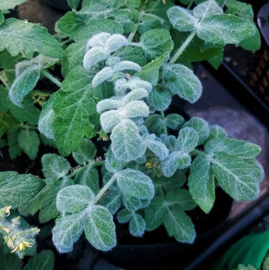 Balkona tomāti 'Wooly Zwerg' (stāds)